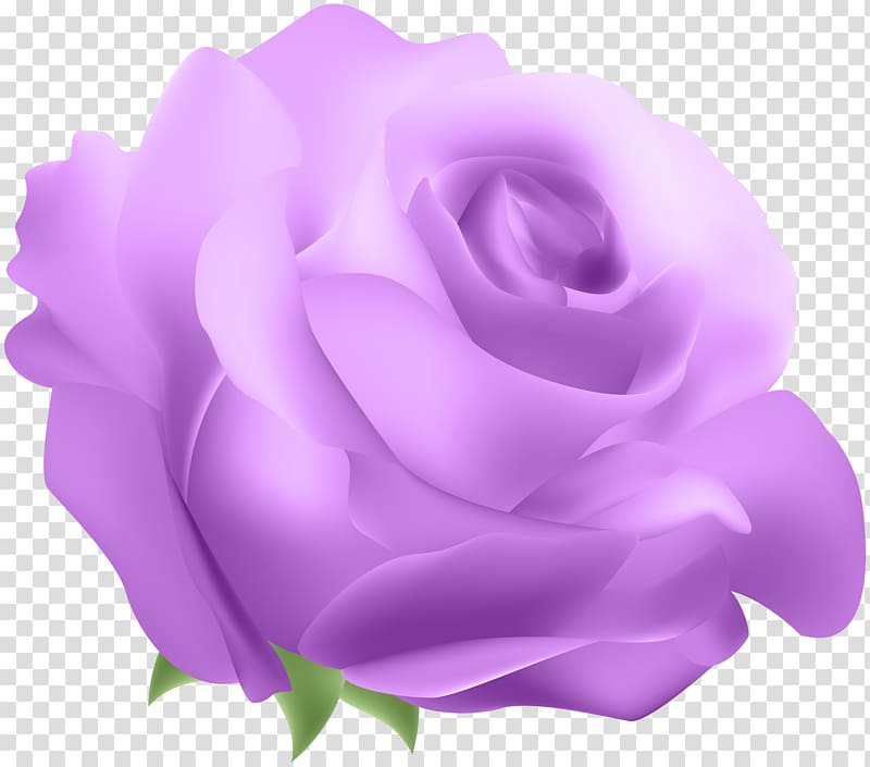 Blue rose , Deco Rose Purple transparent background PNG clipart