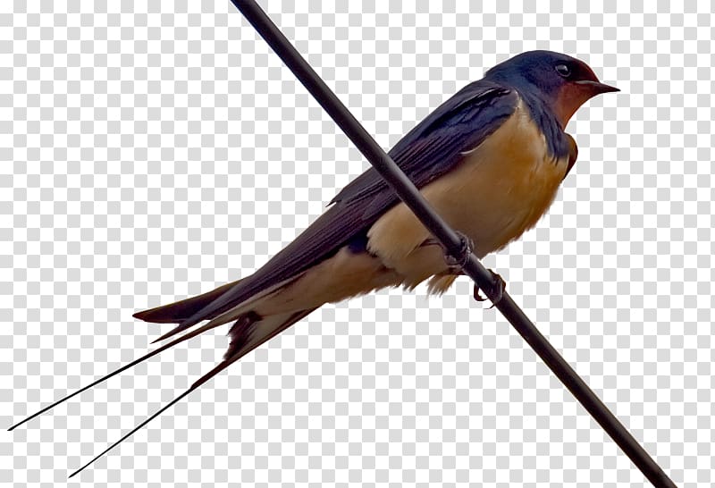 Barn swallow Bird , Bird transparent background PNG clipart