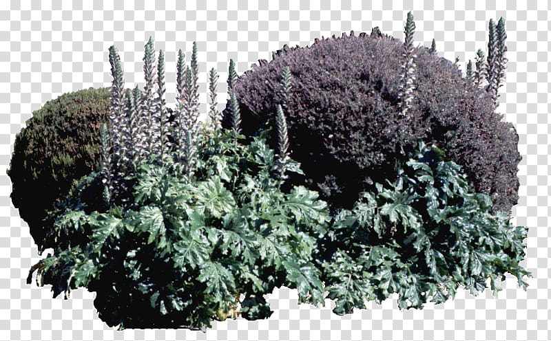 green plants, Shrub Holly Tree Landscape, Landscape Design holly bush daisy purple ball transparent background PNG clipart