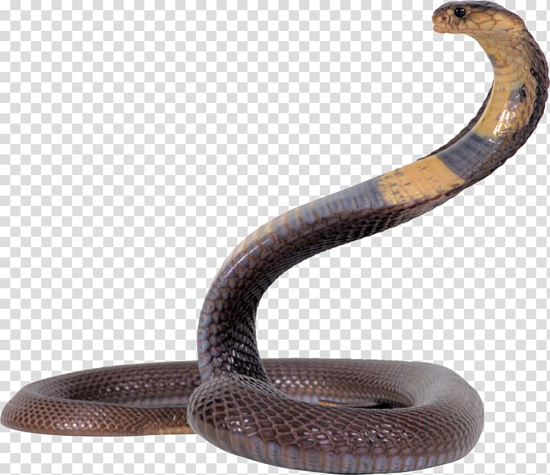 Snake transparent background PNG clipart