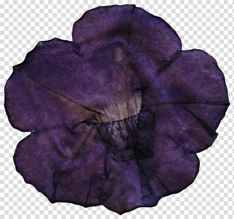 Petal Violet Leaf Family Violaceae, violet transparent background PNG clipart
