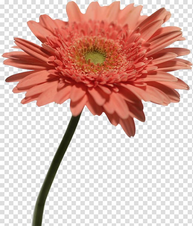 Chrysanthemum indicum Transvaal daisy Plant Computer file, chrysanthemum transparent background PNG clipart