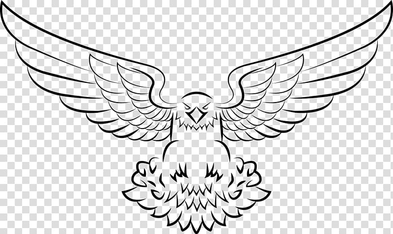 Bald Eagle Drawing, eagle transparent background PNG clipart
