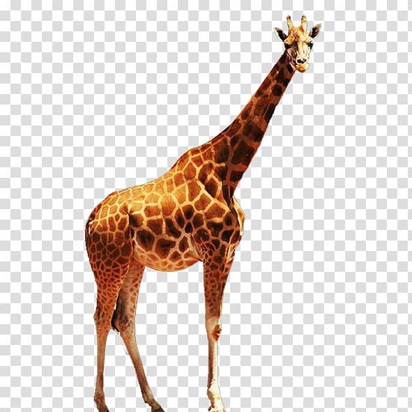 Northern giraffe Euclidean Computer file, giraffe transparent background PNG clipart