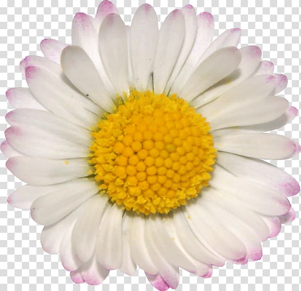 Common daisy Chamomile Oxeye daisy Portable Network Graphics Daisy family, chamomile transparent background PNG clipart