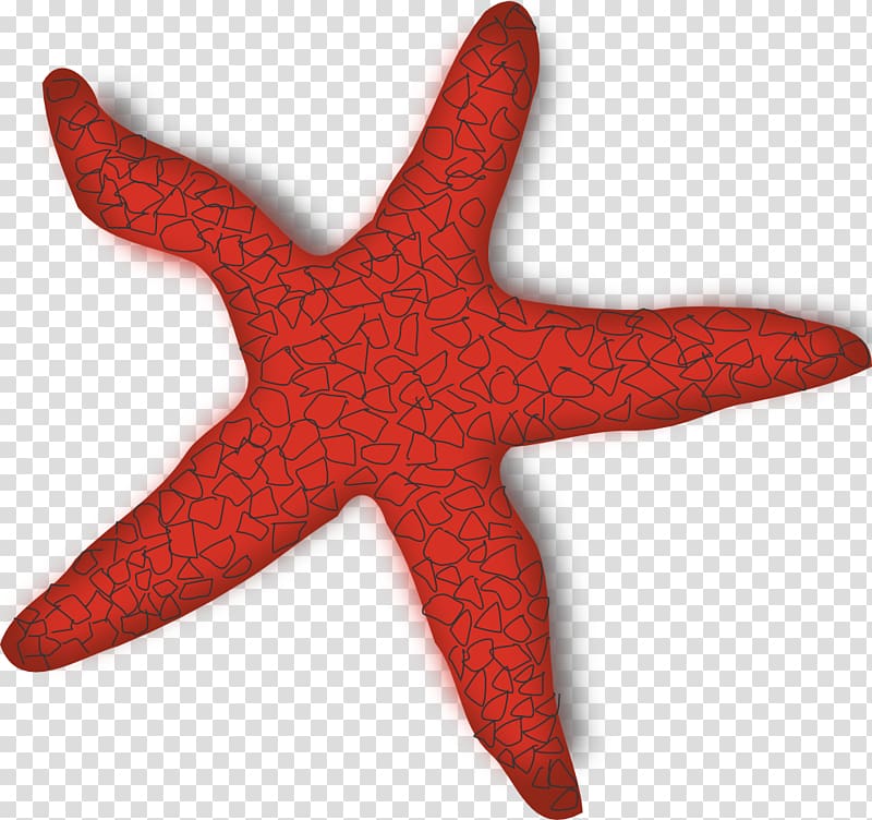 Starfish transparent background PNG clipart