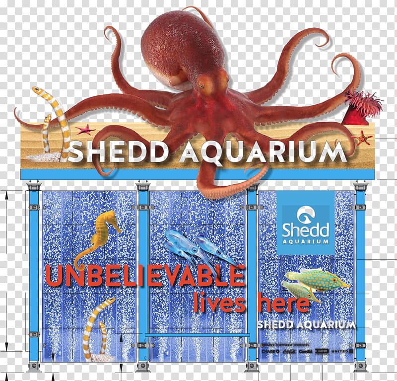 Octopus Shedd Aquarium Advertising Cephalopod, bus shelter transparent background PNG clipart