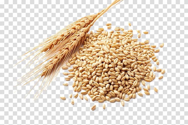 wheat grains, Wheat germ oil Atta flour Cereal germ Wheat berry, wheat transparent background PNG clipart