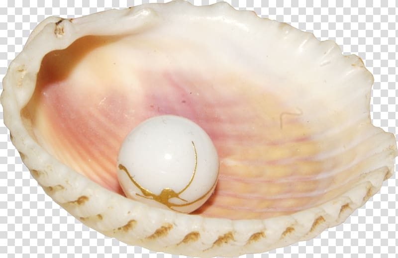 Seashell Pearl Conch , Pearl shell transparent background PNG clipart