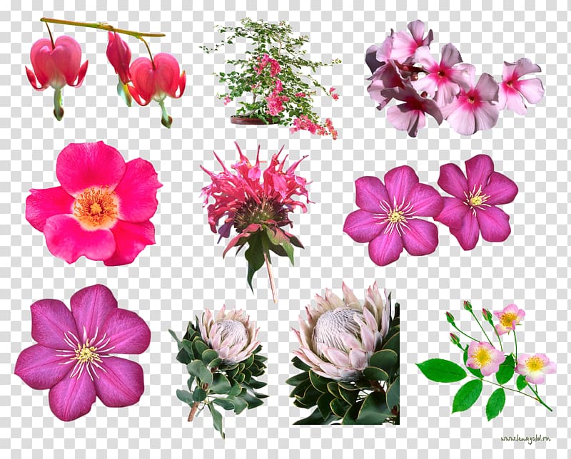 Flower Floral design, blush floral transparent background PNG clipart