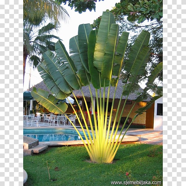 Ravenala madagascariensis Arecaceae Tree Trunk, tree transparent background PNG clipart