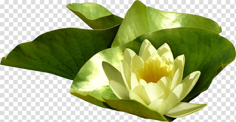 Pygmy water-lily Nelumbo nucifera , Real lotus transparent background PNG clipart