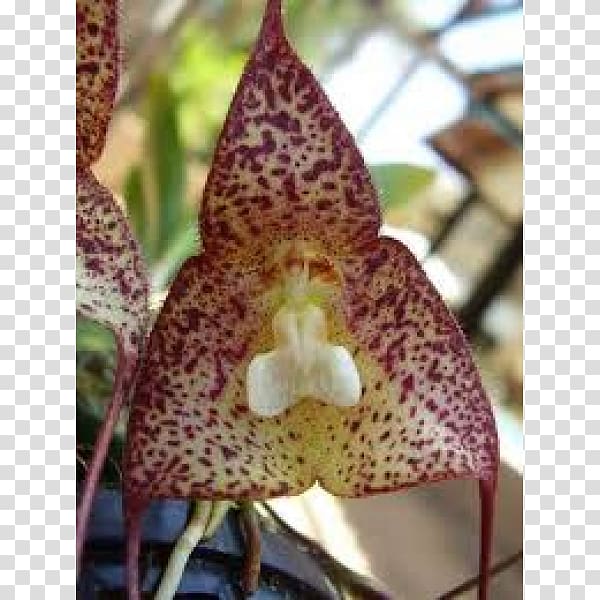 Moth orchids Dracula bella Embryophyta Bulb Tuber, bulb transparent background PNG clipart