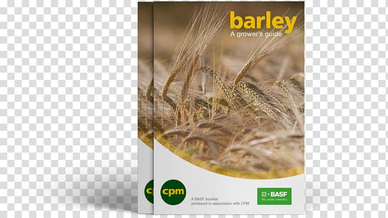 Beer Barley BASF Agronomy Variety, barley transparent background PNG clipart