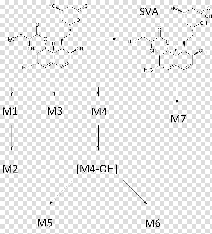 Simvastatin Human Metabolic Pathways Metabolism Chemical compound Metabolite, PathWAY transparent background PNG clipart