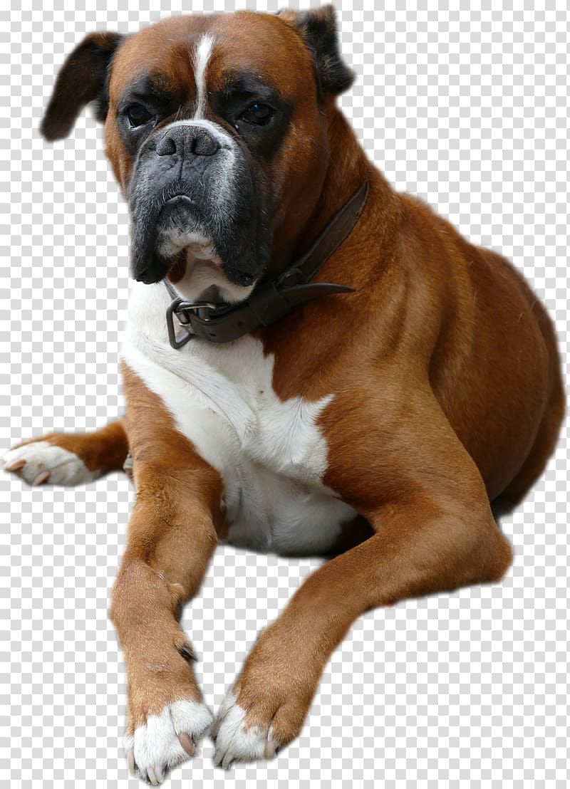 Dog breed Boxer Valley Bulldog Companion dog, boxers transparent background PNG clipart