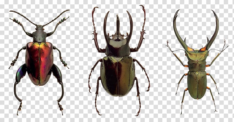Beetle T-shirt Throw Pillows Cushion Entomology, beetle transparent background PNG clipart
