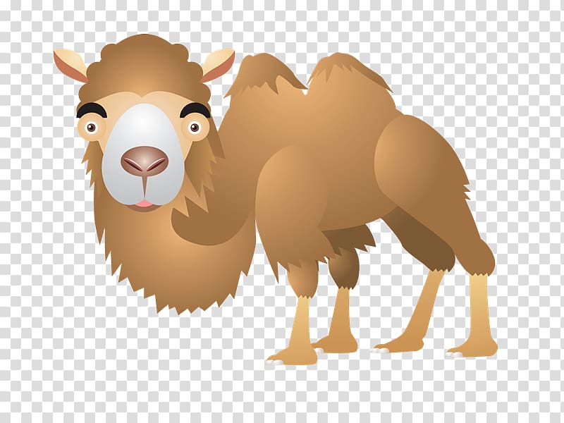 Dromedary Sticker , camel transparent background PNG clipart