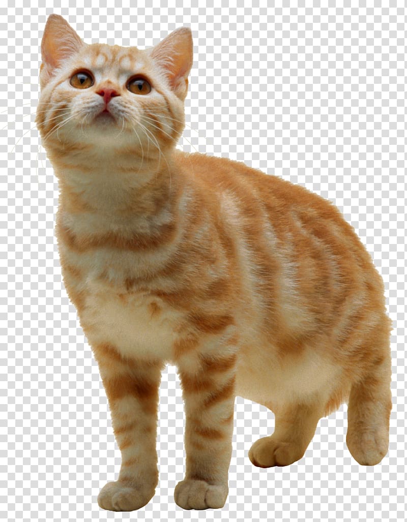 Tabby cat Kitten , cats transparent background PNG clipart