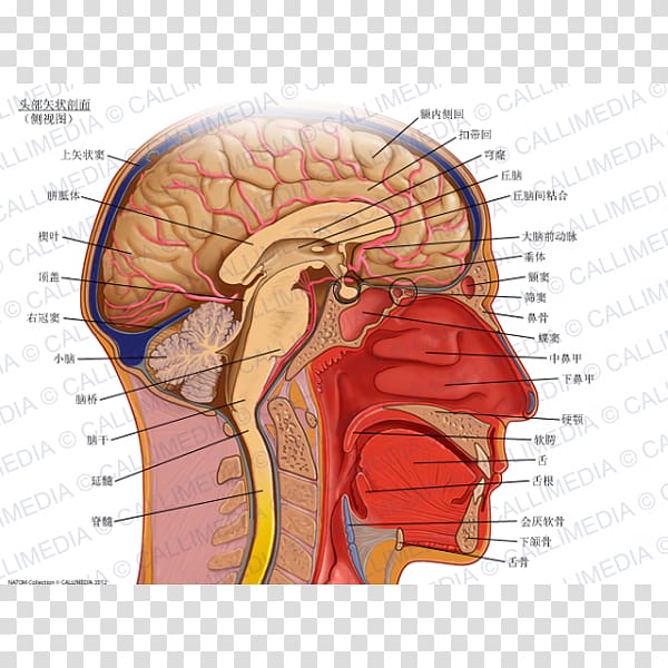Sagittal plane Anatomy Coronal plane Transverse plane Head, Brain transparent background PNG clipart