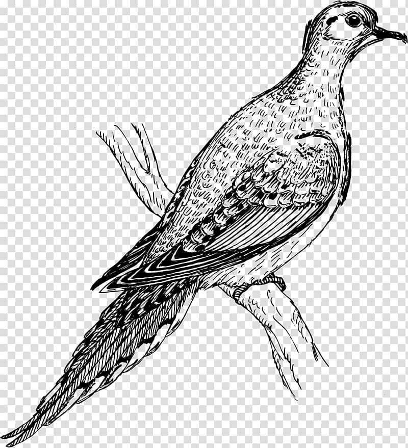 Columbidae Beak Bird , turtle dove transparent background PNG clipart