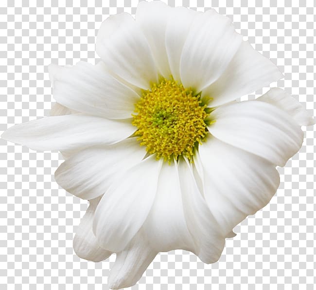 German chamomile Flower Common daisy, chamomile transparent background PNG clipart