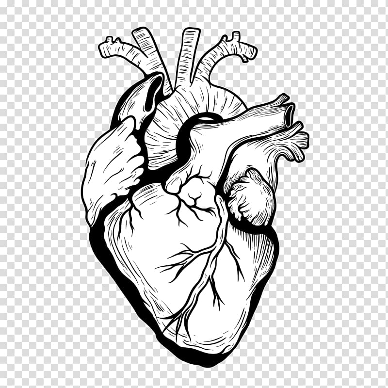 Heart Drawing Organ Designer, heart transparent background PNG clipart