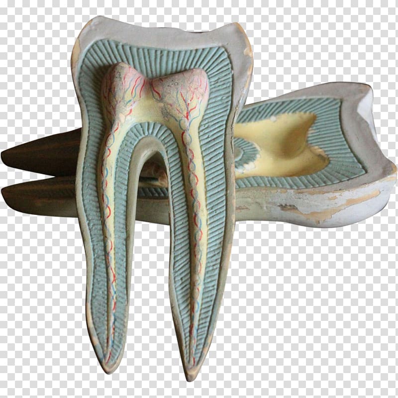 Dentistry Human tooth Jaw, teeth model transparent background PNG clipart