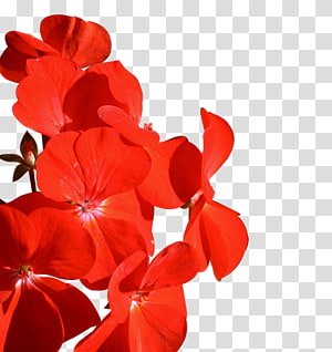 Petal Cut flowers Flowering plant, plant transparent background PNG clipart thumbnail