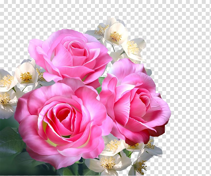 pink and white petaled flowers illustration, Still Life: Pink Roses Garden roses Centifolia roses Beach rose, Flowers leaves pink roses transparent background PNG clipart