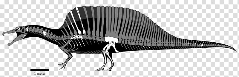 Spinosaurus Giganotosaurus Dinosaur Jurassic Park Animal, dinosaur transparent background PNG clipart