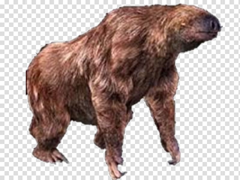 Grizzly bear Alaska Peninsula brown bear Fur Terrestrial animal, bear transparent background PNG clipart