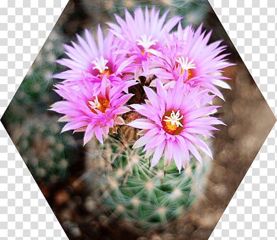 Cactus Flowers Mammillaria Saguaro Succulent plant Strawberry hedgehog cactus, desert-landscape transparent background PNG clipart