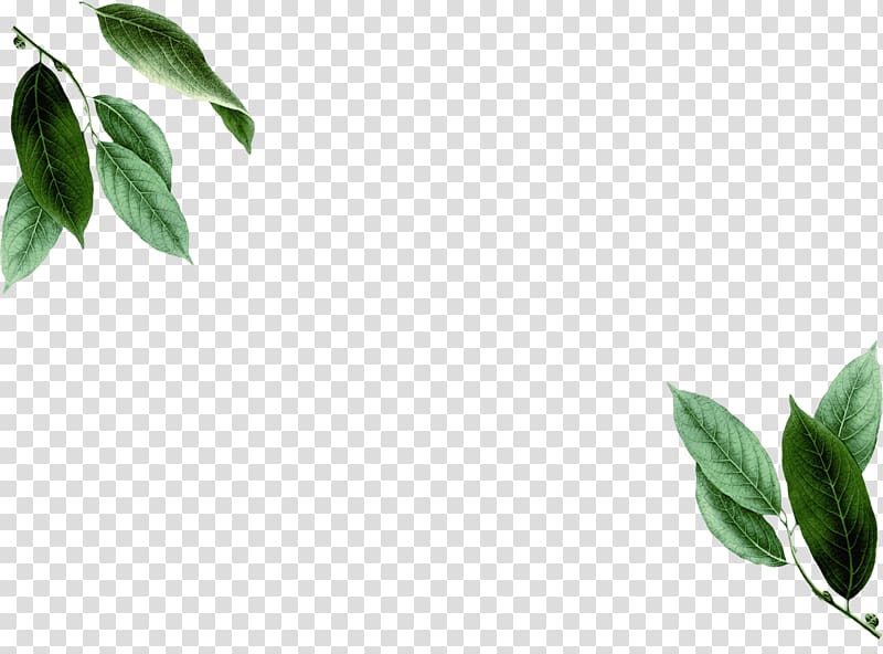 Branch Leaf Season Plant stem Pimenta racemosa, Leaf transparent background PNG clipart