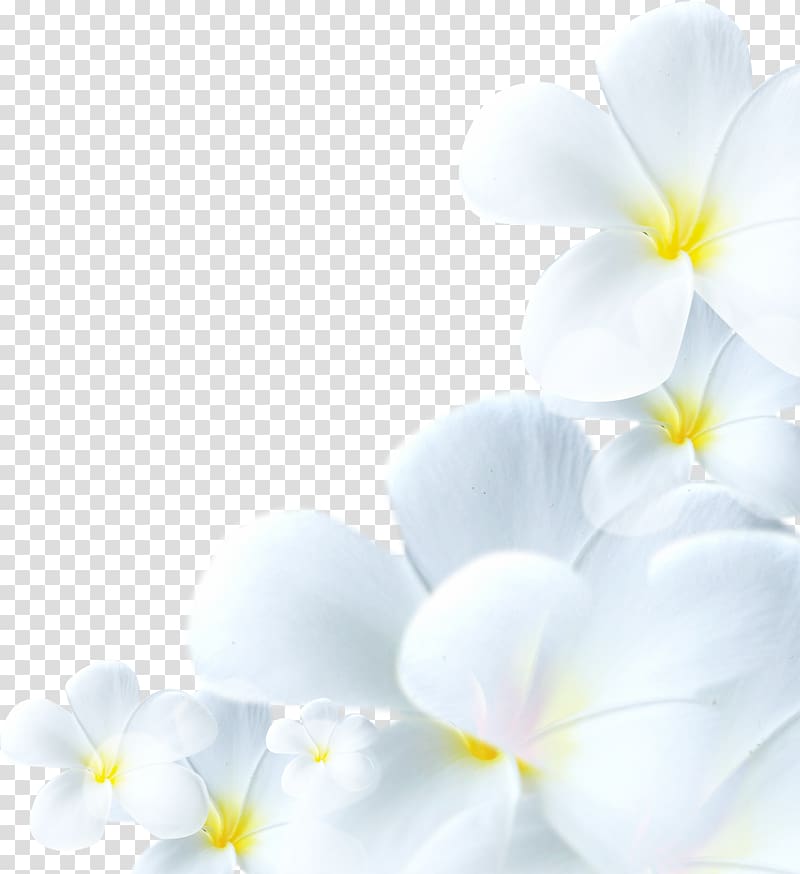 Flower Lilium, flower transparent background PNG clipart