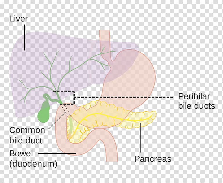 Common bile duct Biliary tract Gallbladder, others transparent background PNG clipart