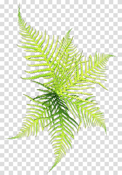 Conifers , Graced the grass,Rhythm of life transparent background PNG clipart