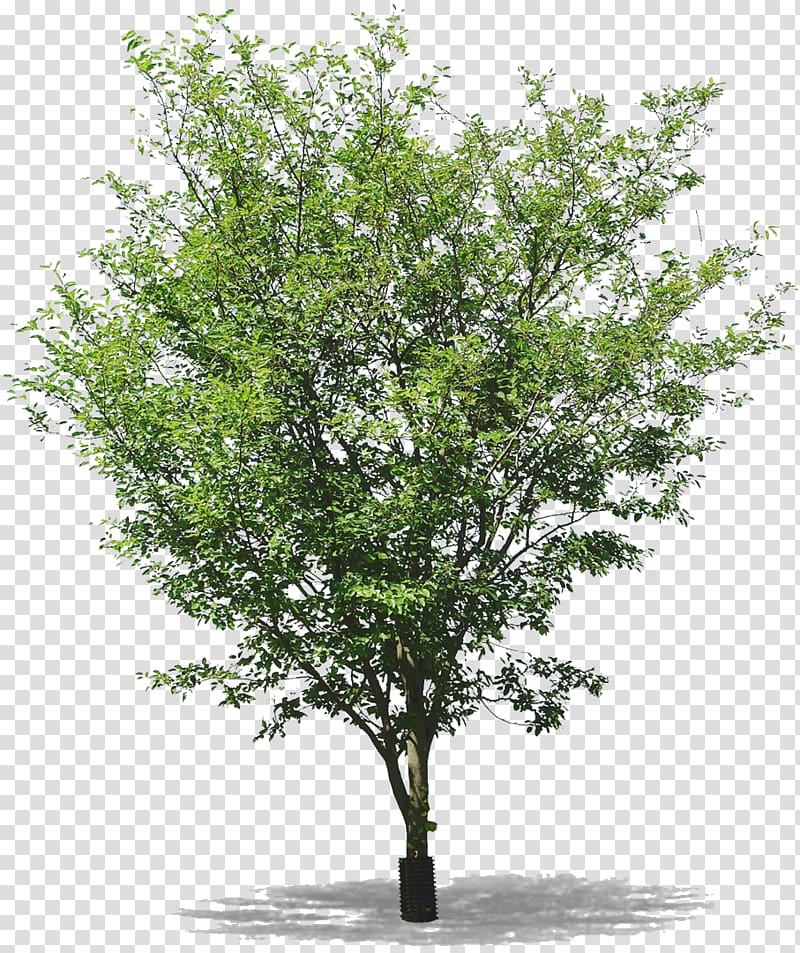Twig Tree Populus nigra Populus sect. Aigeiros, Arbre transparent background PNG clipart