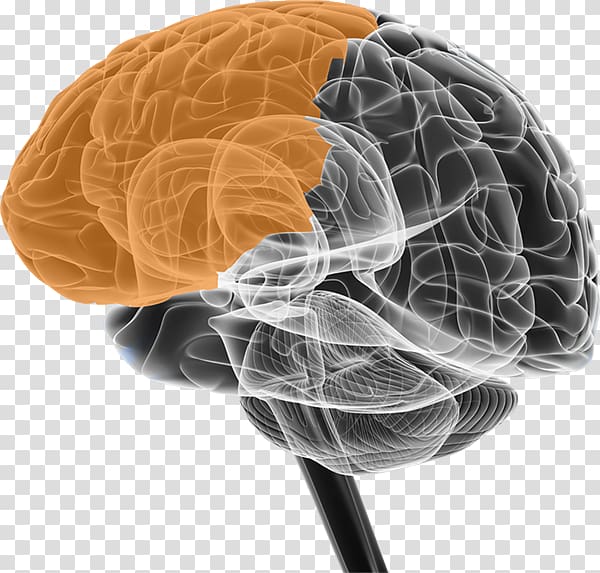 BRAIN Initiative Neuroscience Cerebral atrophy Neuron, Brain transparent background PNG clipart