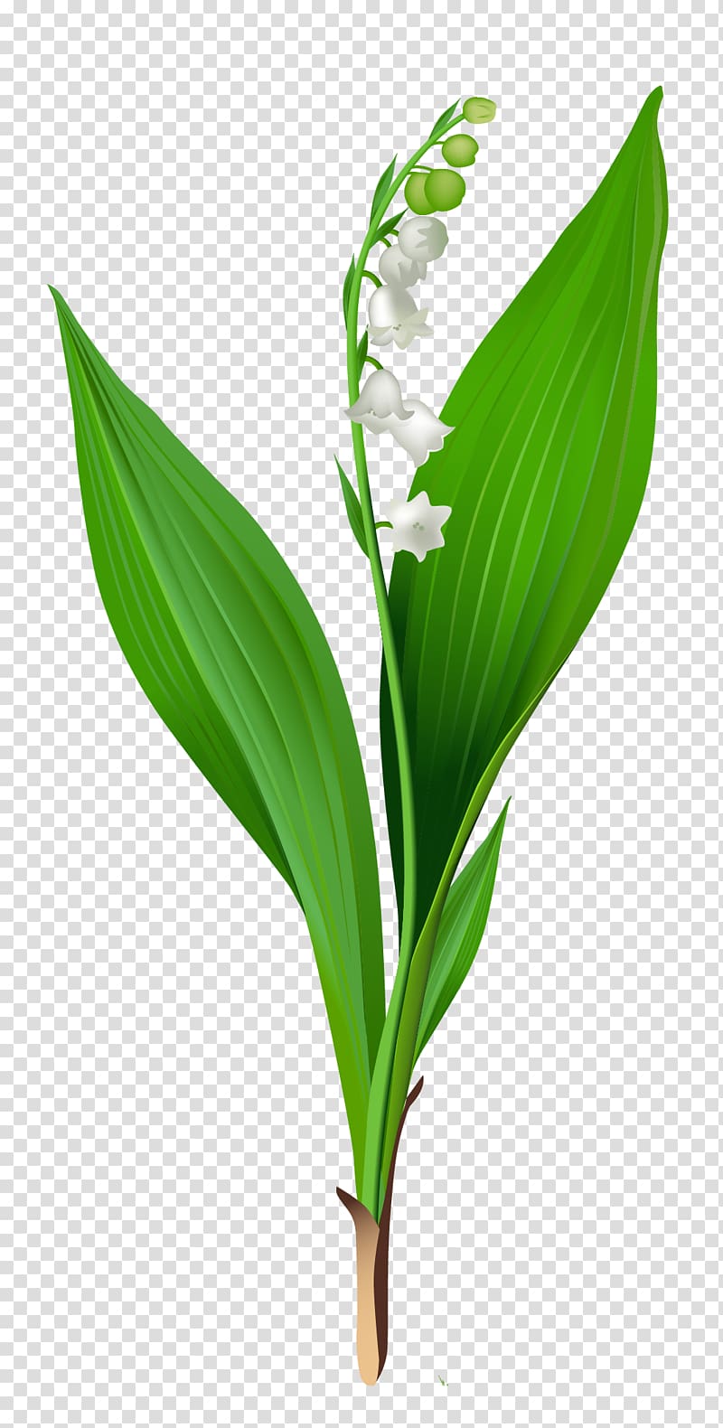 white flowers and green plant illustration, Lily of the valley Arum-lily Flower , Spring Lily of the Valley transparent background PNG clipart