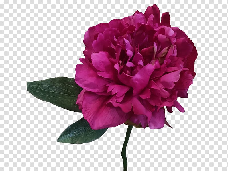 Peony Cut flowers Artificial flower Plant,,painted floral material transparent background PNG clipart