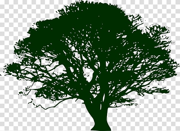 Tree Silhouette Swamp Spanish oak , narratree transparent background PNG clipart