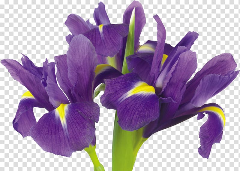 Flower Iris versicolor Iris spuria Purple, iris transparent background PNG clipart