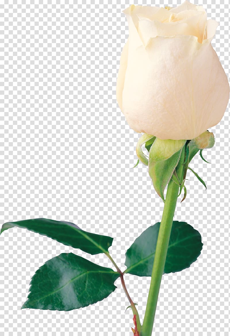 White roses transparent background PNG clipart