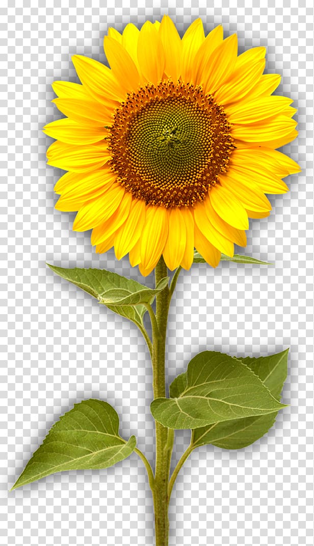 Common sunflower Sunflower seed Helianthus giganteus , flower transparent background PNG clipart