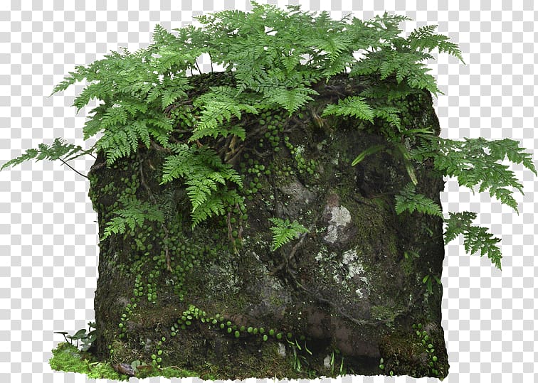green fern plant, Plant Fern Pixel, Stone fern transparent background PNG clipart