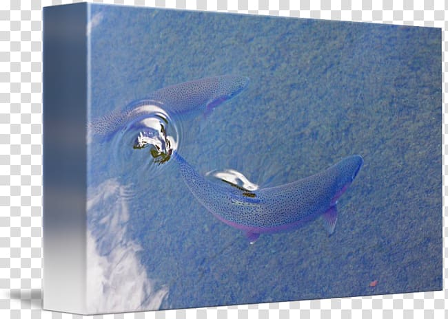 Dolphin Water Fish .cf, surface water transparent background PNG clipart