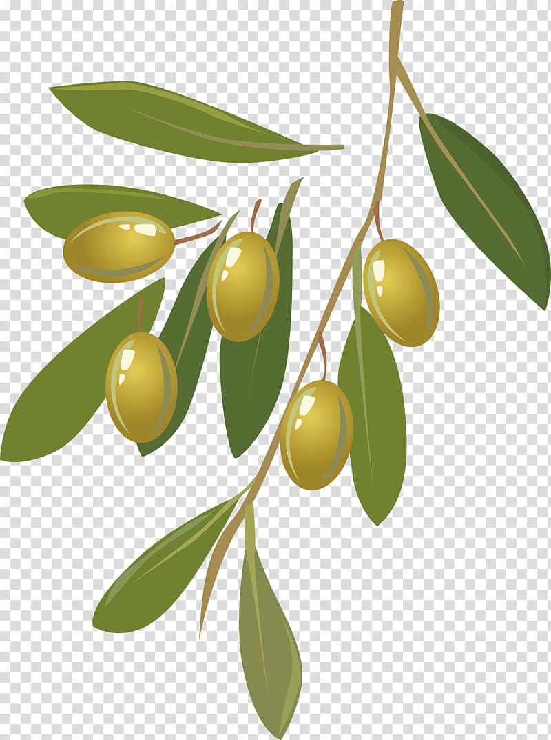 Olive oil Fruit , Olive transparent background PNG clipart | HiClipart