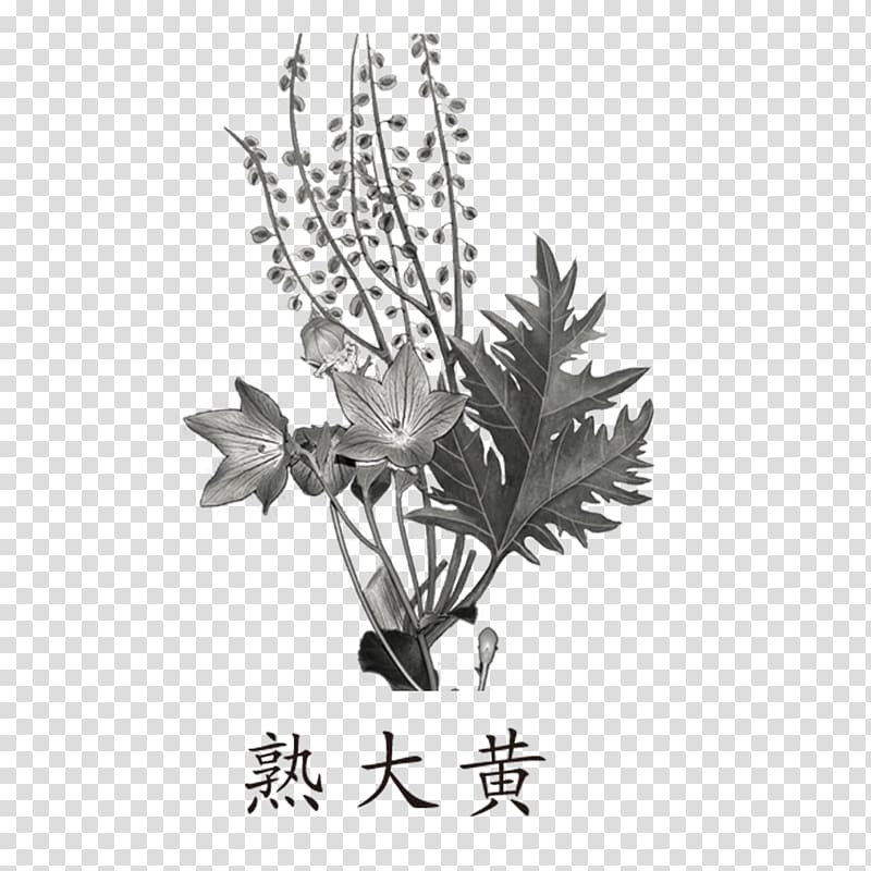 Garden rhubarb Cooking Herb Traditional Chinese medicine, Black and white herbs transparent background PNG clipart