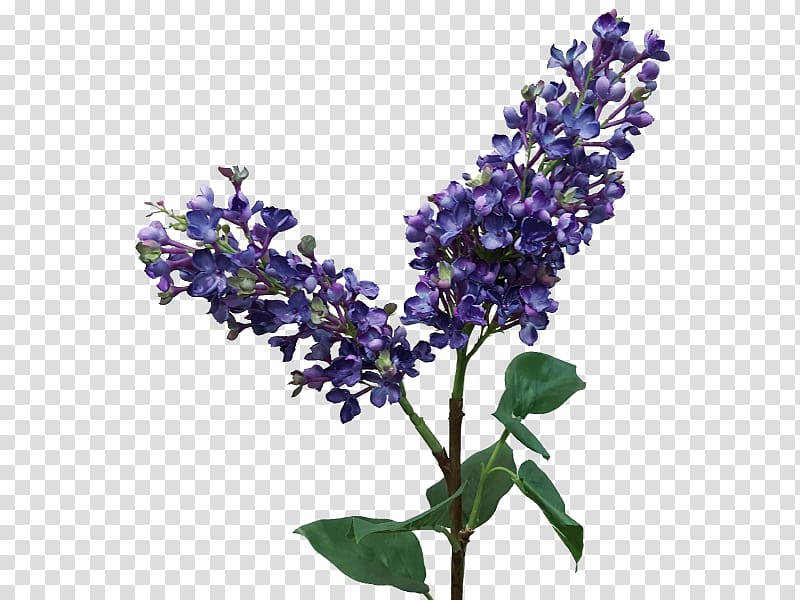 English lavender Lilac Cut flowers Common sage, lilac transparent background PNG clipart